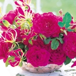 Sophy’s Rose / Софіc Роуз
